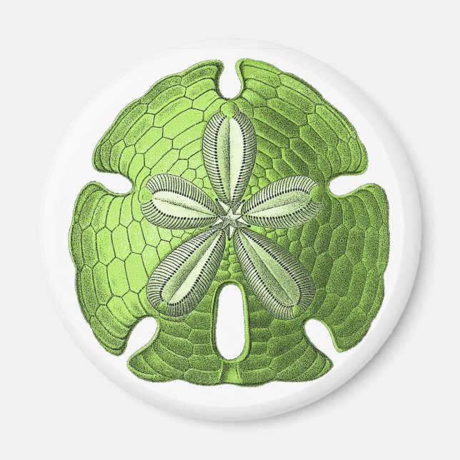 Green Sand Dollar Magnet (Vorne)