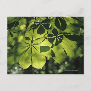 Green Seven Point Blätter mit Sun Illumination Postkarte