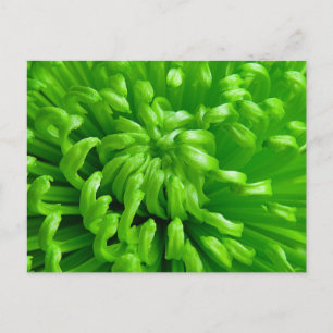 Green Spider Mums Postkarte