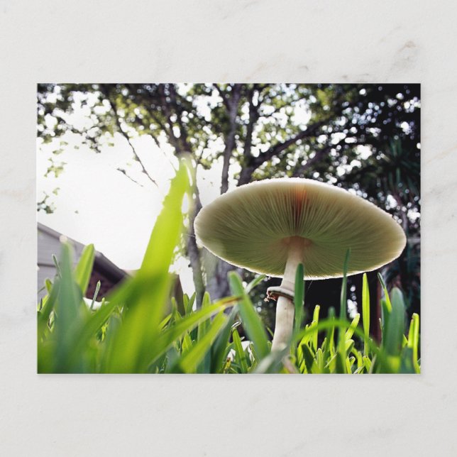 Green Spored Lepiota Postkarte (Vorderseite)