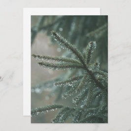 Green spruce tree close-up, Christmas esthetic Feiertagskarte