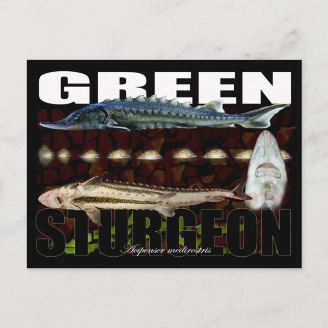 Green Sturgeon-Collage-Postcard Postkarte (Vorderseite)