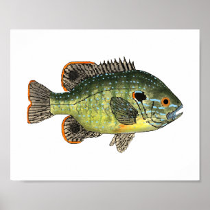Green Sunfish T - Shirt Poster