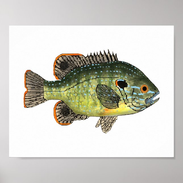 Green Sunfish T - Shirt Poster (Vorne)