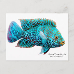 Green Texas Cichlid Postcard Postkarte