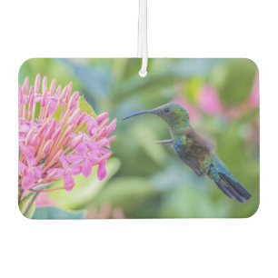 Green Throated Carib Hummingbird Air Freshener Autolufterfrischer