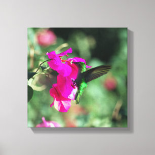 Green Throated Carib Hummingbird auf Bougainvillea Leinwanddruck
