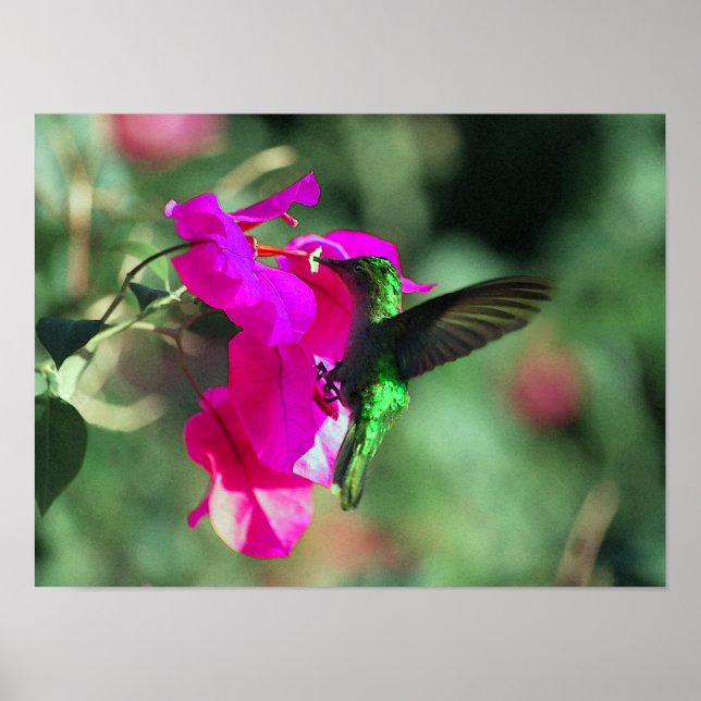 Green Throated Carib Hummingbird auf Bougainvillea Poster (Vorne)