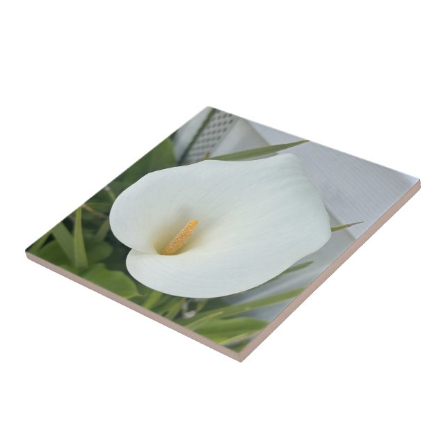 Green Thumb Garden Pflanze White Calla Lily Blume Fliese (Seite)