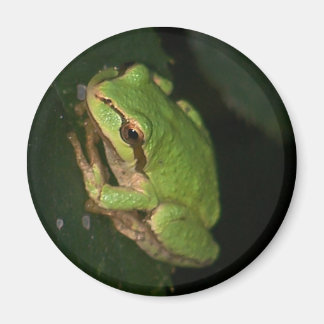 Green Tree Frog Magnet