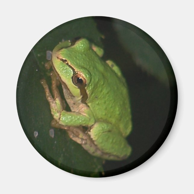 Green Tree Frog Magnet (Vorne)