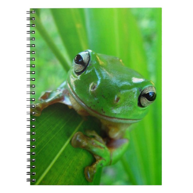 Green Tree Frog Notebook Notizblock (Vorderseite)
