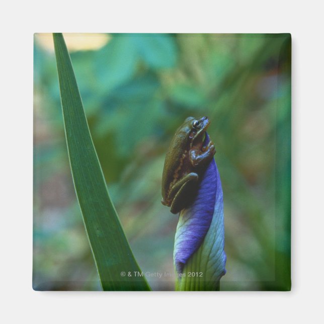 Green Tree Frog on Iris Magnet (Vorne)
