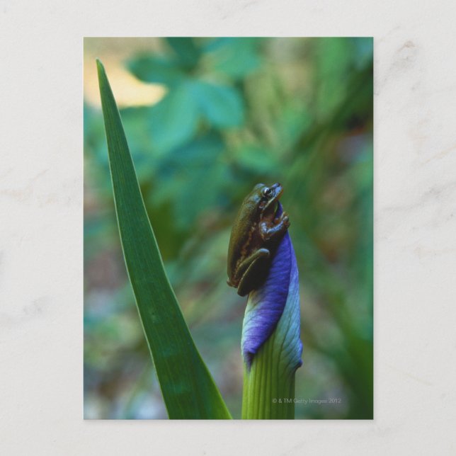 Green Tree Frog on Iris Postkarte (Vorderseite)