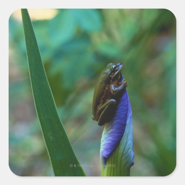 Green Tree Frog on Iris Quadratischer Aufkleber (Vorderseite)
