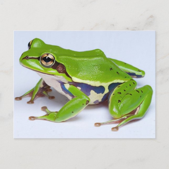 Green Tree Frog Postcard Postkarte (Vorderseite)
