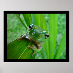 Green Tree Frog Posters & Prints Poster