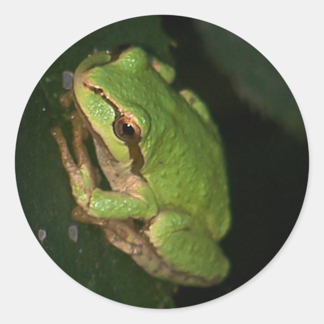 Green Tree Frog Sticker (Vorderseite)