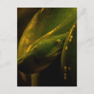 green tree python eye postkarte