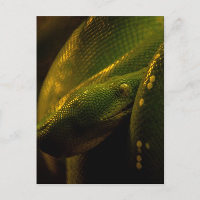 green tree python eye postkarte (Vorderseite)