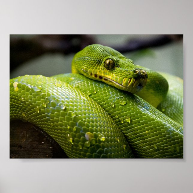 Green Tree Python Poster (Vorne)