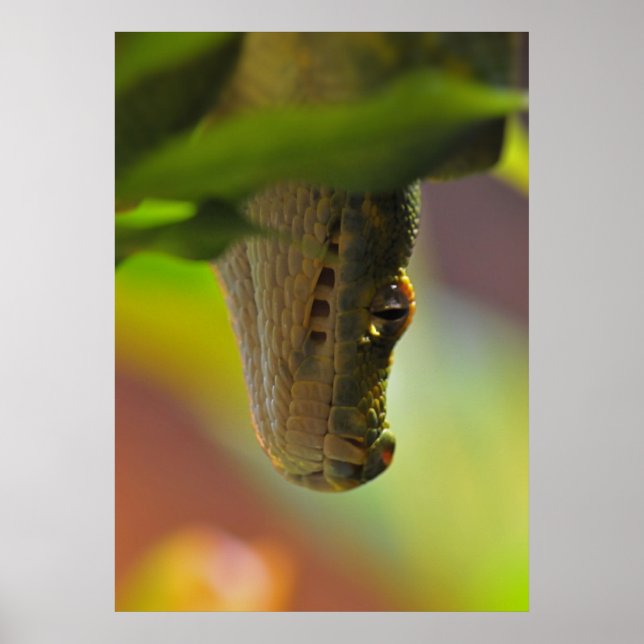 Green Tree Python Poster (Vorne)