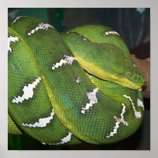 Green Tree Python Poster