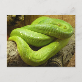 Green Tree Python Postkarte