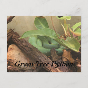 Green Tree Python Postkarte