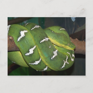 Green Tree Python Postkarte