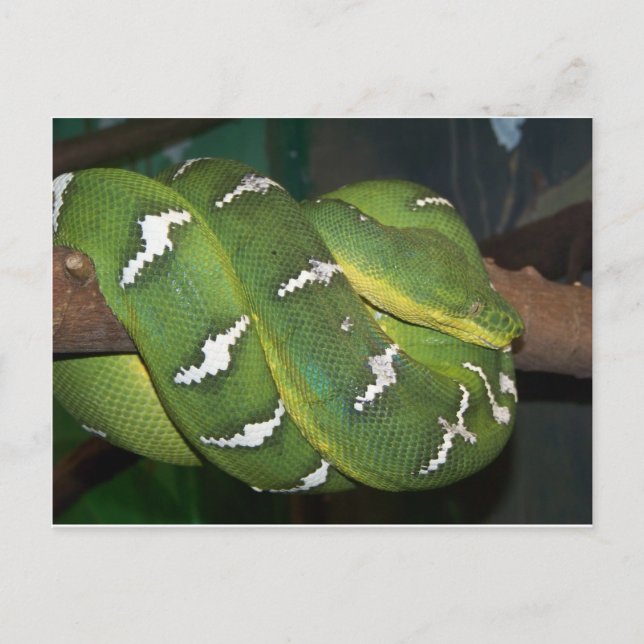 Green Tree Python Postkarte (Vorderseite)