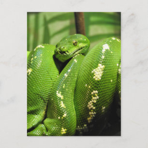 Green Tree Python Postkarte