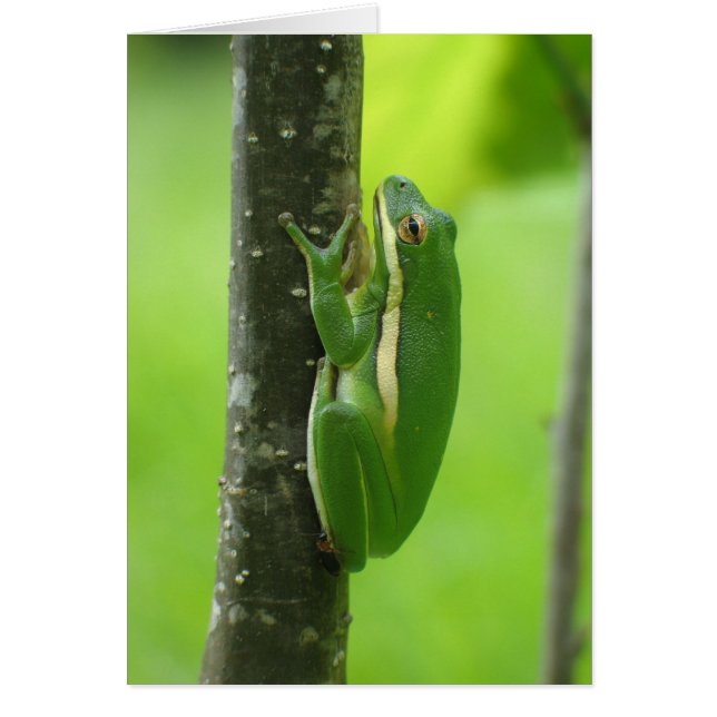 Green Treefrog (Vorne)