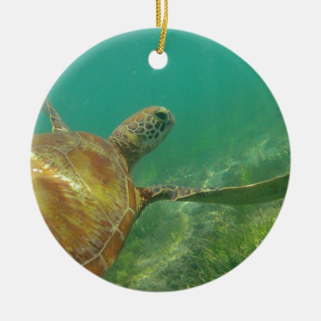 Green-turtle-Great-Barrier-Reef.JPG Keramikornament (Vorne)