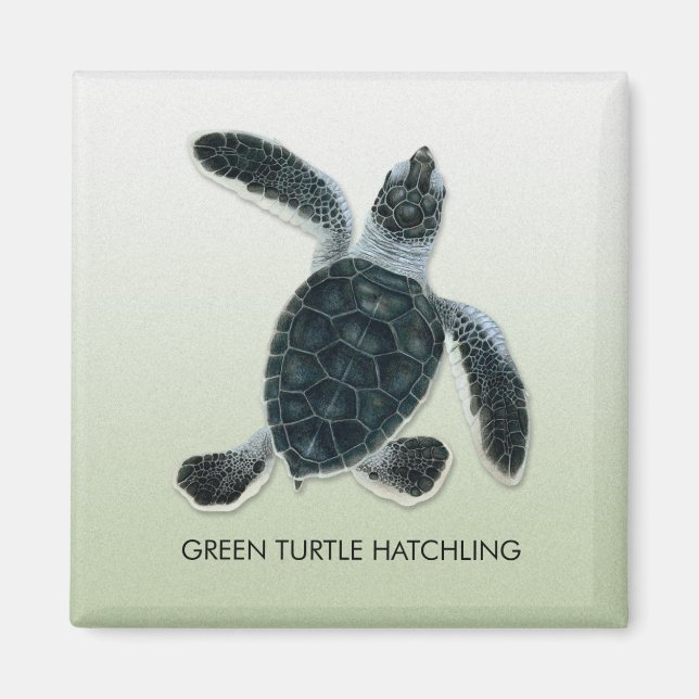 Green Turtle Hatchling Magnet (Vorne)