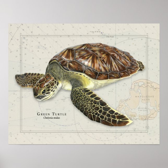 Green Turtle Over Nautic Chart Poster (Vorne)