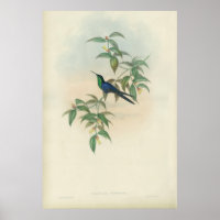 Green und Blue Gould Hummingbird