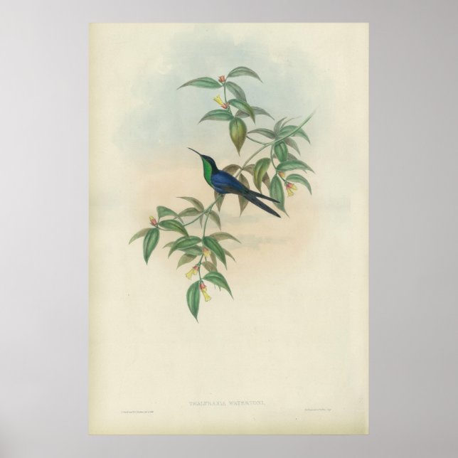 Green und Blue Gould Hummingbird Poster (Vorne)