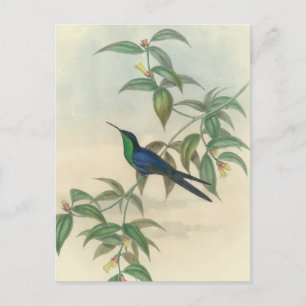 Green und Blue Gould Hummingbird Postkarte