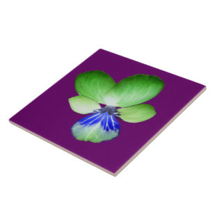 Green und Blue Pansy Tile Fliese