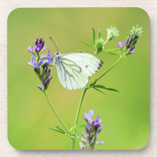 Green Veined White Butterfly Getränkeuntersetzer