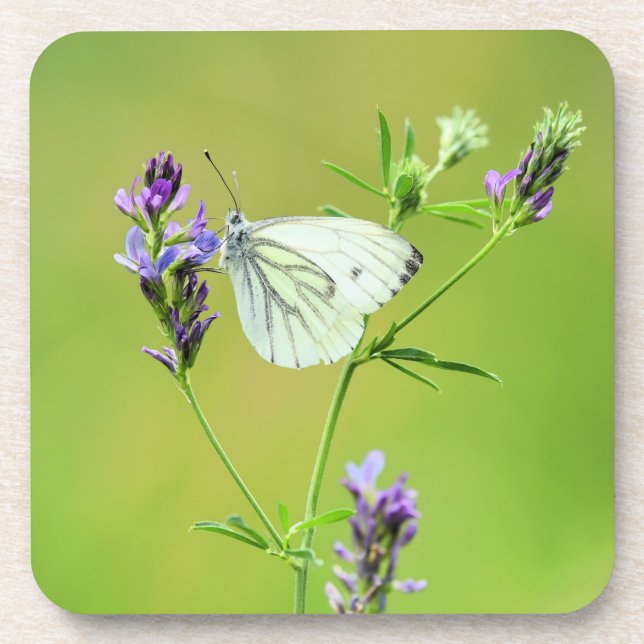 Green Veined White Butterfly Getränkeuntersetzer (Vorderseite)