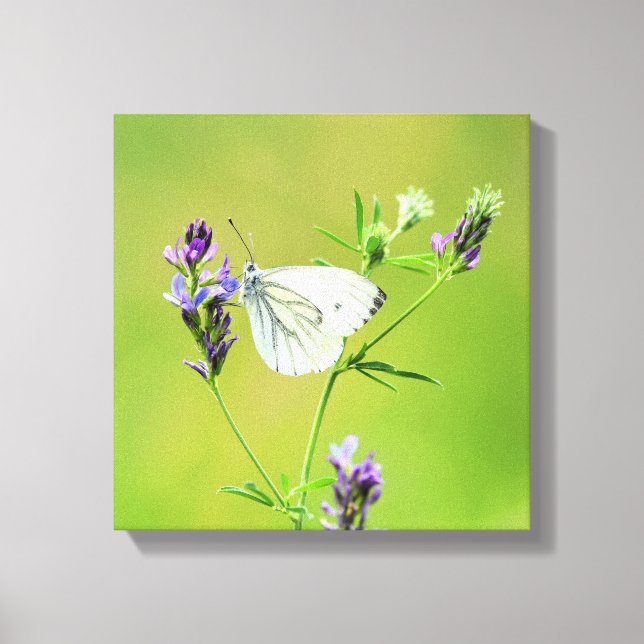 Green Veined White Butterfly Leinwanddruck (Vorderseite)