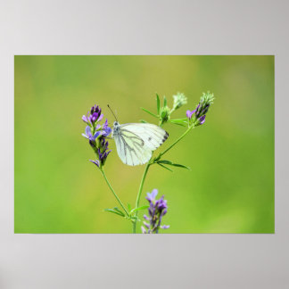 Green Veined White Butterfly Poster
