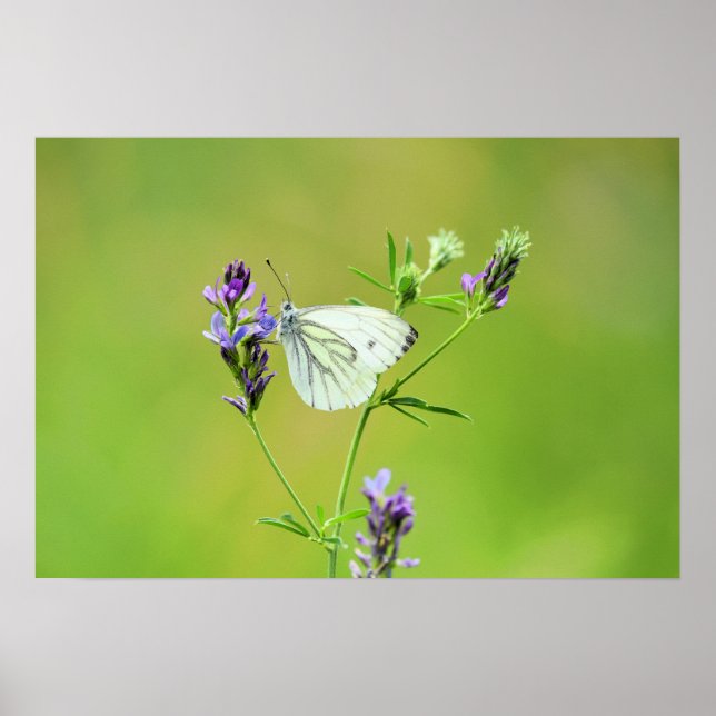 Green Veined White Butterfly Poster (Vorne)