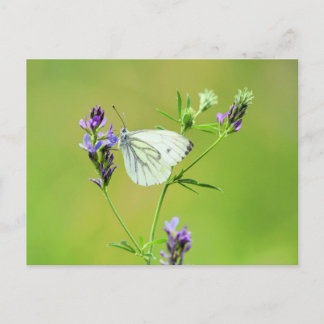 Green Veined White Butterfly Postkarte
