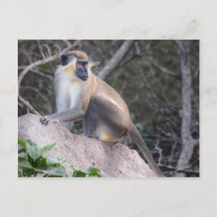 Green Vervet Monkey Nevis, West Indies Postkarte