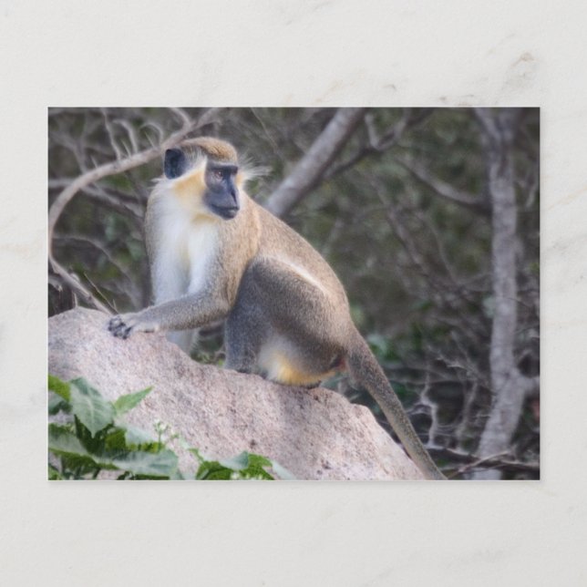 Green Vervet Monkey Nevis, West Indies Postkarte (Vorderseite)