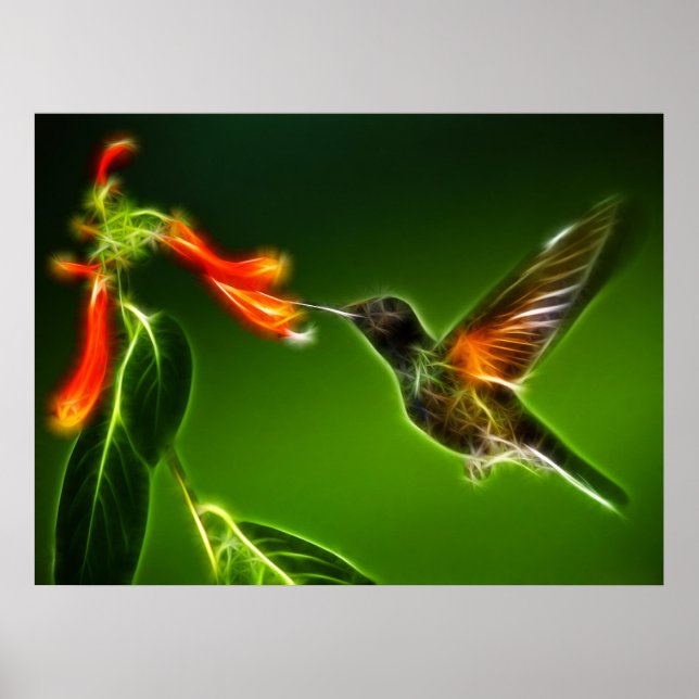 Green Violetear Hummingbird Poster (Vorne)