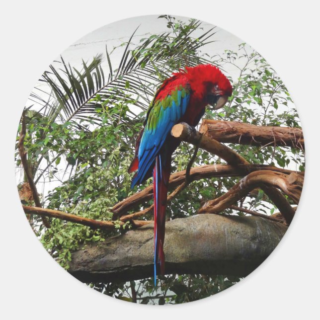 Green-Winged Macaw #1 Stickers (Vorderseite)
